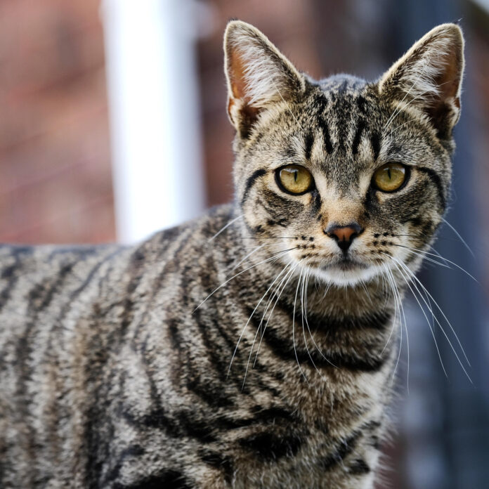cat