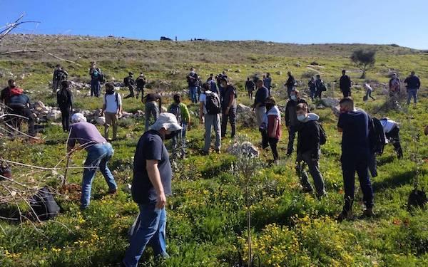 Planting trees and working for peace in Palestine
