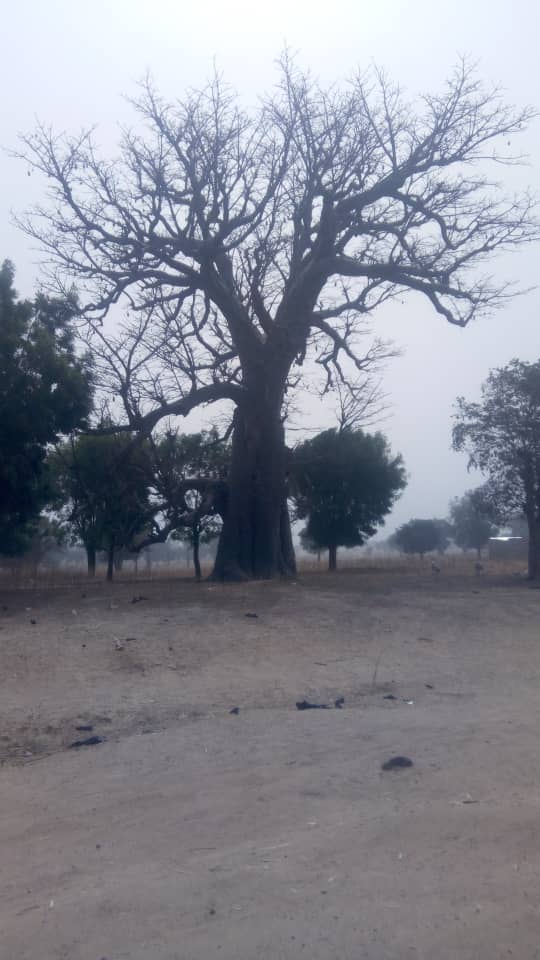 300 years old, Baobab tree  that lives  among the dead in Kano